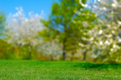 sunny spring landscape idyll in a park with flowering trees and bright blurred bokeh light background, green meadow in foreground for product display space