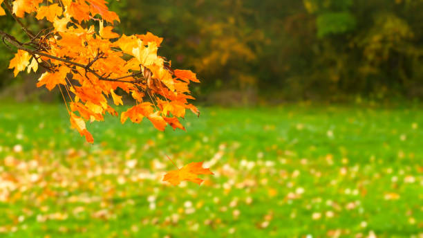 branche de feuille d’érable orange dans un parc automnal avec la chute de la feuille d’érable isolée sur fond d’arbre flou, scène de la nature d’octobre doré avec espace pour l’affichage du produit - vibrant color rural scene outdoors tree photos et images de collection