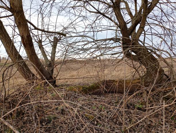 istock An old tree with lying trunks diverging in different directions. Spring field landscape with lone willow tree. Trees and bushes in spring. 2035512927
