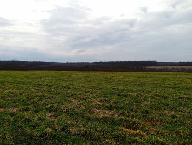 istock Green winter wheat in the spring. Beautiful spring landscape with green fields. Cultivation of wheat and other grain crops. The subject of the onset of spring and the beginning of field work. 2035512936