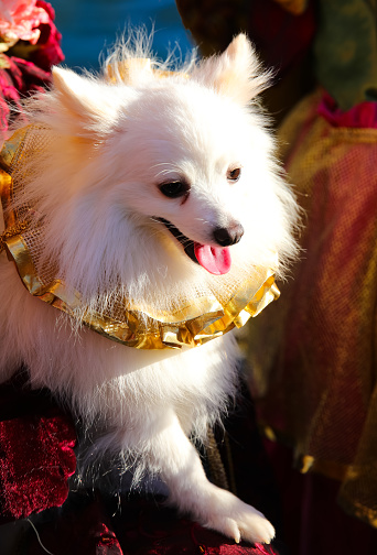 many white Spitz breed dogs with pointed ears dressed in carnival costumes