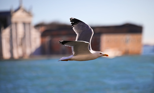White seagull flies free over the sea of the Venice lagoon and the ancient church in the background