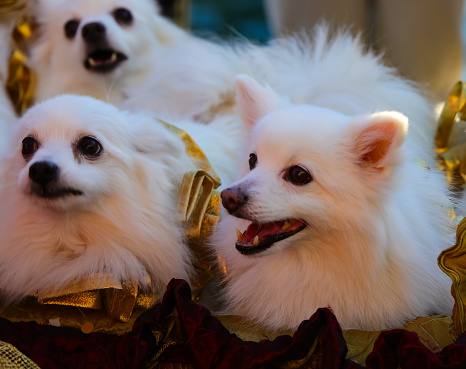 many white Spitz breed dogs with pointed ears dressed in carnival costumes