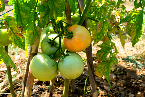 Tomato plants when grown outdoors in the garden. Tomatoes have a thick shiny skin, green patterns and villi. Organic farming.