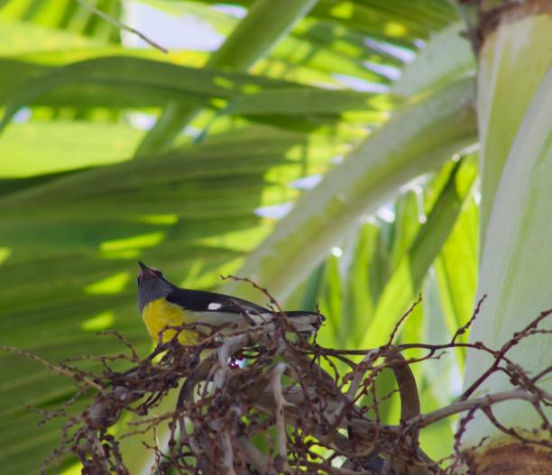 istock A beautiful bird that comes to visit in the mornings 2035535493