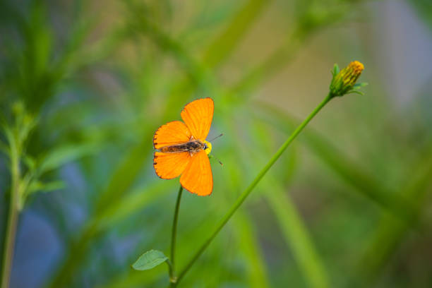 A male Large copper butterfly (Lycaena dispar) on a wild flower.