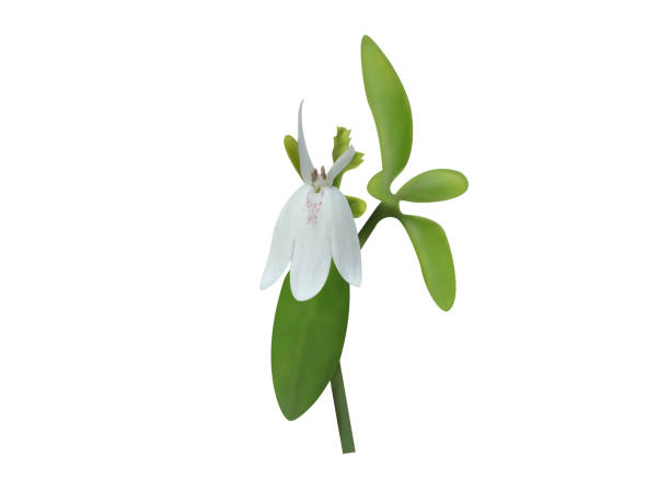istock Rhinacanthus nasutus or snake jasmine 2035543457