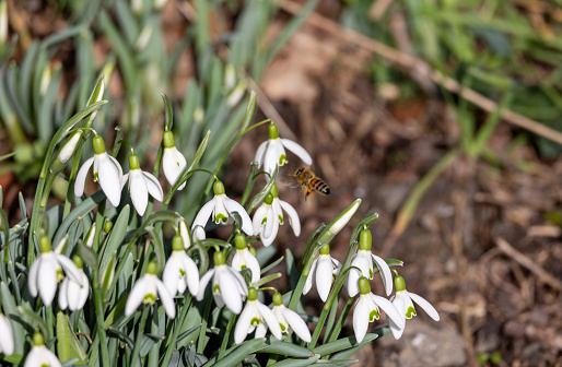 Close up of a bee pollinating white snowdrops flowers in spring