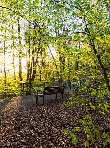 A solitary bench bathes in the warm glow of the spring morning sun, surrounded by the fresh greenery of a forest in Mölndal, Sweden. The ground is carpeted with fallen leaves, indicative of the transition from the bareness of winter to the rejuvenation of spring.