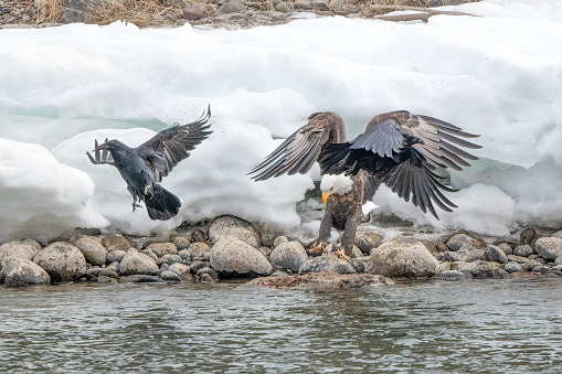Bald Eagle and Raven on carcass {a beaver possibly) beside the Yellowstone River in Montana in western USA of North America. Nearest cities are Gardiner, Livingston, Bozeman and Billings, Montana, Salt Lake City, Utah, and Denver, Colorado.