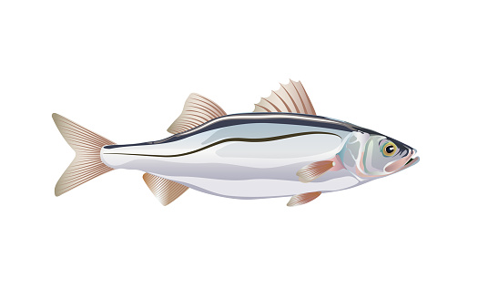 Seabass. Fish atlantic ocean isolated on white background.  illustration with details and flat style elements optimized for used in packaging design, decoration, educational graphics. Eps 10.