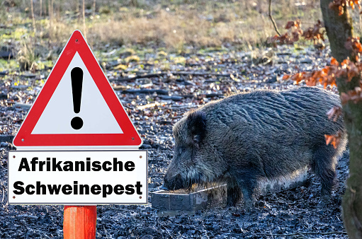Sign with the inscription Achtung Afrikanische Schweinepest (Attention African swine fever) on a fence to a farm in Germany