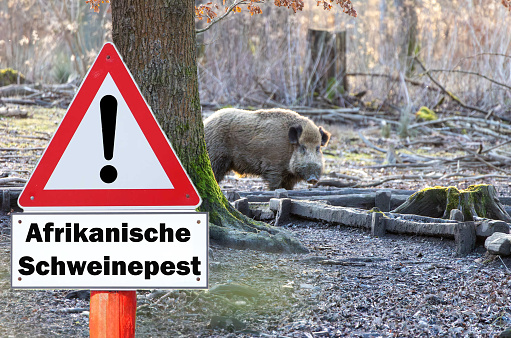 Sign with the inscription Achtung Afrikanische Schweinepest (Attention African swine fever) on a fence to a farm in Germany