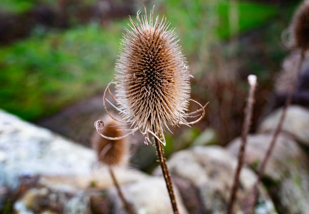 A dried out flower in the winter garde