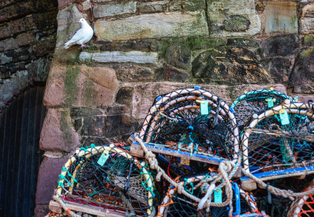 istock A white pigeon on a stone wall of a harbor 2035577033