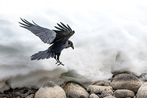 Raven flying over snow beside the Yellowstone River in Montana in western USA of North America. Nearest cities are Gardiner, Livingston, Bozeman and Billings, Montana, Salt Lake City, Utah, and Denver, Colorado.