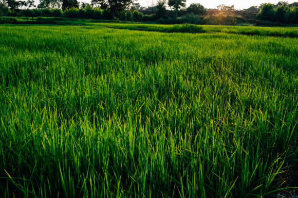 Very Beautiful nature in asia