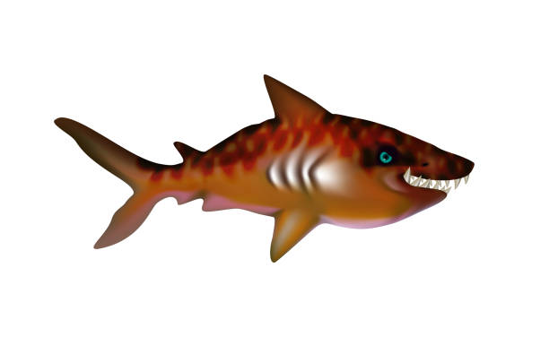 istock Tiger Shark with big teeth. Cartoon funny isolated character. Ocean and Sea for design, web, ui, advertising food sea. 2035602787