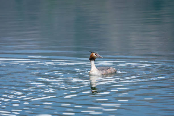 istock Cormorano nel fiume 2035605287