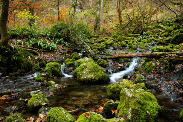 Waterfall in the Black Forest, Trieberg