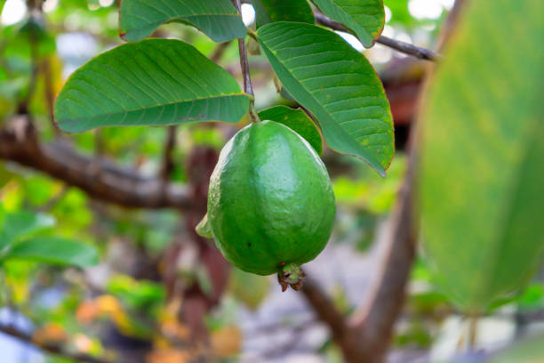 Guava fruit on tree with blurry background stock photo