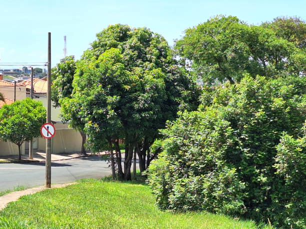istock Gourgeous City Boulevard in Brazil 2035623590