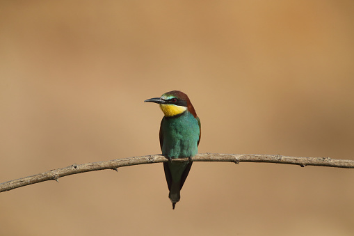 European bee-eater sits on a branch