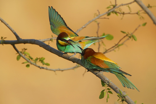 European bee-eater sits on a branch