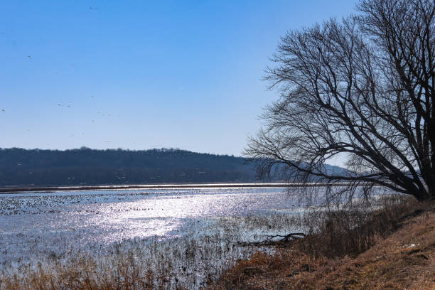 View of wildlife refuge lake with flock of birds sitting out in the water and flying overhead. Photo taken on a bright February morning at Loess Bluffs National Wildlife Refuge in northern Missouri.