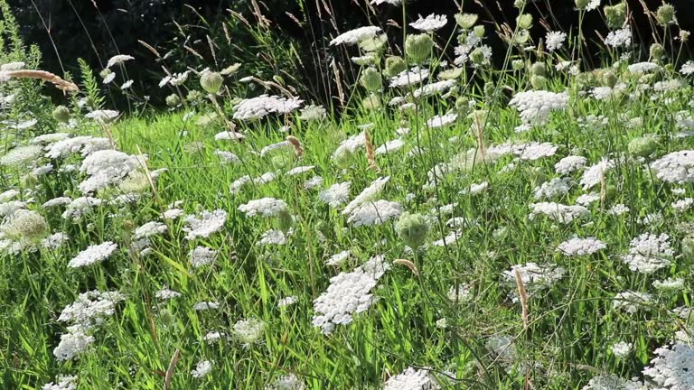 Large White Flowers Waving in a Breeze on Sunny Day in Summer Close-up