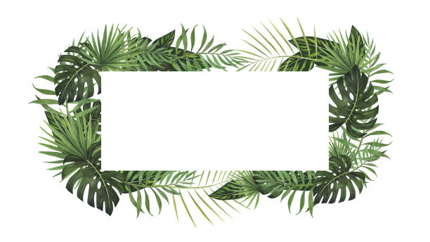 istock Frame tropic leaf Monstera and palm watercolor isolated on white background. Watercolor hand drawn botanical illustration. Art design for packaging, template, poster, beauty, relaxation, spa 2035650048