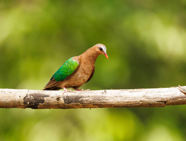 istock Asian Emerald Dove perched on a branch 2035652742
