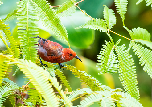 Apapane honeycreeper perched on a branch in Hawaii