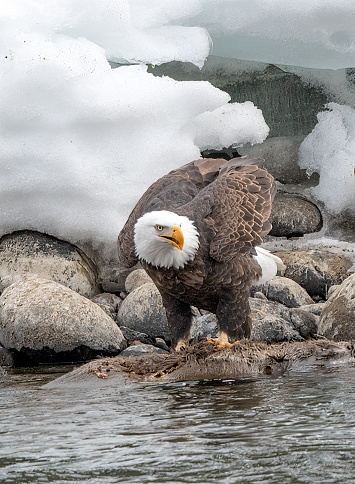 Bald Eagle sitting on carcass the Yellowstone River in Montana in western USA of North America. Nearest cities are Gardiner, Livingston, Bozeman and Billings, Montana, Salt Lake City, Utah, and Denver, Colorado.