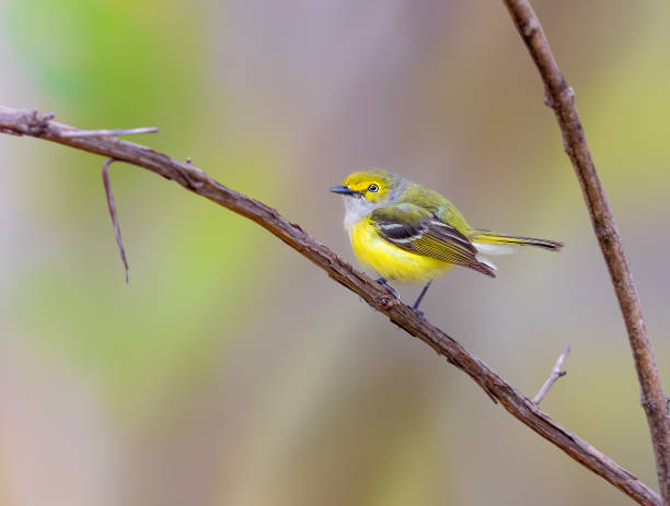 istock White Eyed Vireo perched on a branch in Michigan 2035657075