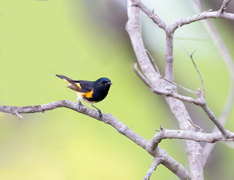 American Redstart perched on a branch in Michigan