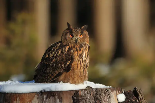 Eagle owl sitting on tree trunk