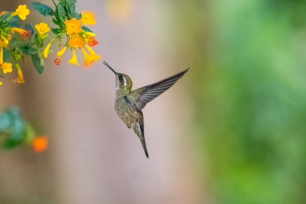 istock Green throated mountain gem feeding on flowers 2035666011