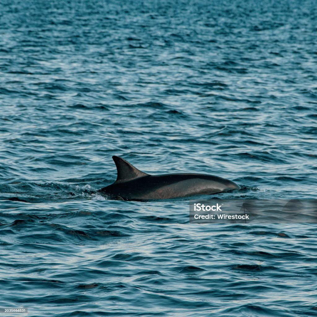 Delfino solitario nel mare - Foto stock royalty-free di Acqua Delfino solitario nel mare - Foto stock royalty-free di Acqua