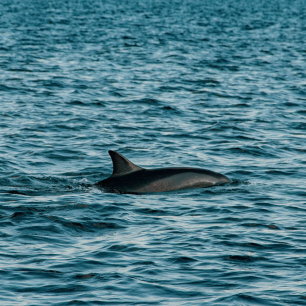 Yangtze River Porpoise