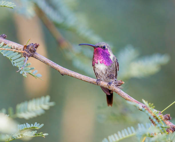 istock Lucifer hummingbird perched on a tree branch 2035666542