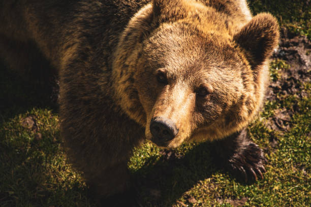 Rear end of a foraging Eurasian Brown Bear, Ursus arctos arctos: Kainuu Region, Finland