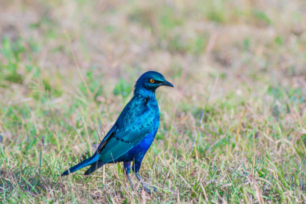 großer blauohrstar sitzt auf dem boden - greater blue eared glossy starling stock-fotos und bilder