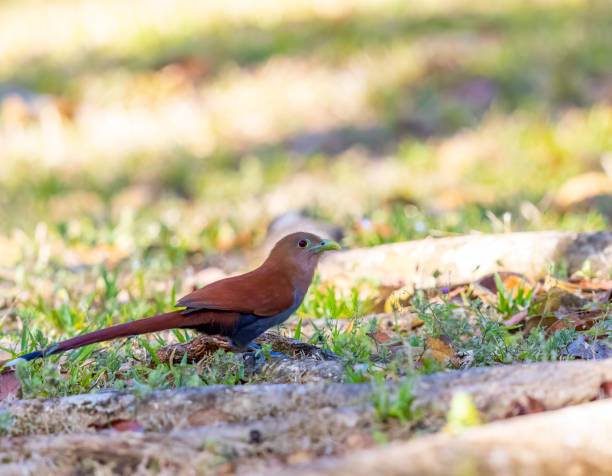 istock Squirrel cuckoo foraging for food on the ground 2035674480