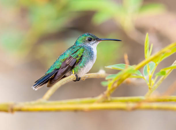 istock Sapphire throated hummingbird perched on a tree 2035675288