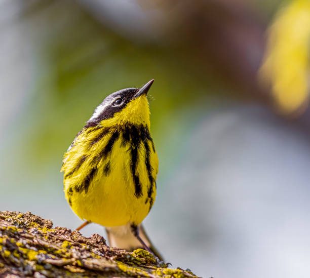 Magnolia Warbler enjoying the warmth of the sun Magnolia Warbler enjoying the warmth of the sun in Ohio wood warbler phylloscopus sibilatrix stock pictures, royalty-free photos & images