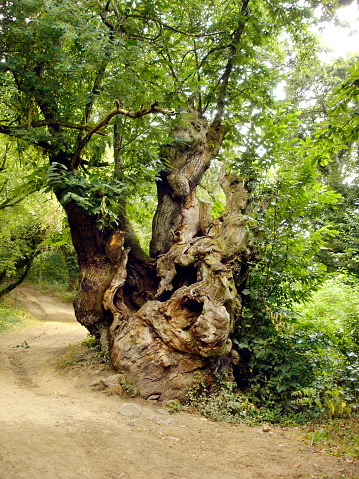 Camino de Santiago empty footpath passing by old oak tree, forest in summertime. Lugo province, Galicia, Spain.