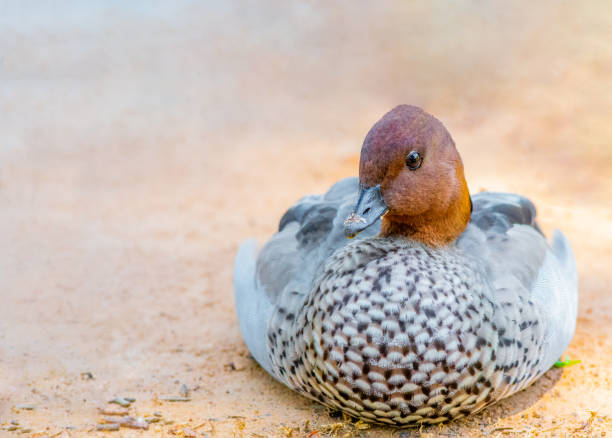 istock Australian wood duck sitting nice and plump 2035685419