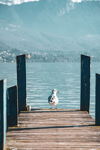 A seagull at the end of a pontoon observing the lake and the mountains