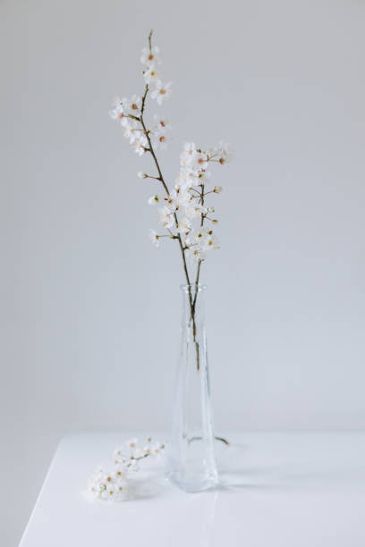 istock Beautiful blossom branches in a vase on a grey background. Spring minimalistic concept. 2035686455